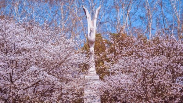 武汉大学|武大对她喊话了！