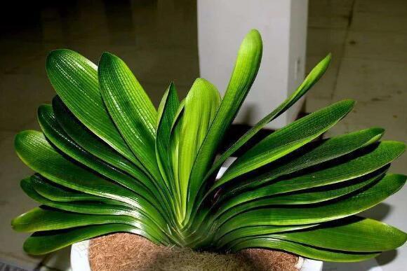 养君子兰,一个“小方法”,叶片整齐又好看,厚实油绿,长爆盆!