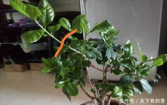 修剪|栀子花养了好几年,就是不开花,4个错误,看你占几个