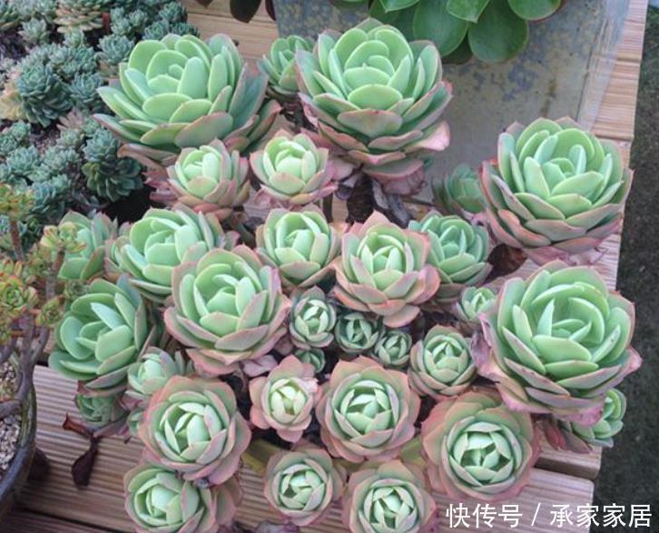 碰到这4种花再漂亮也别买,因为花钱买回来只会给自己“添堵”