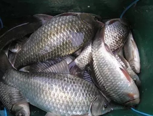 秋末钓鱼，钓“深”还是钓“浅”？选错就是浪费时间去喂鱼