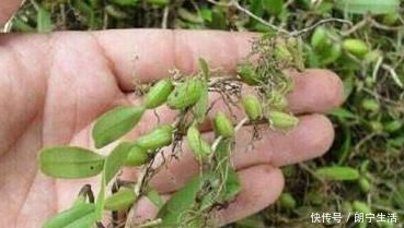 立秋后,肺熱咳嗽不止,常用此草煮水,養陰潤肺,咳嗽不咳