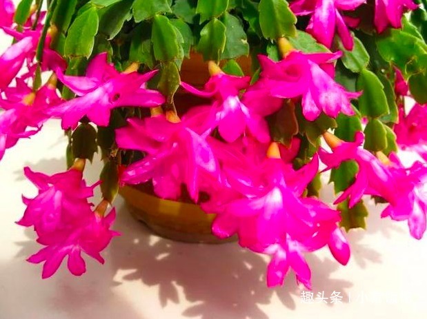 蟹爪兰浇水,掐准“时间”,不早不晚“刚刚好”,叶片肥厚又油亮