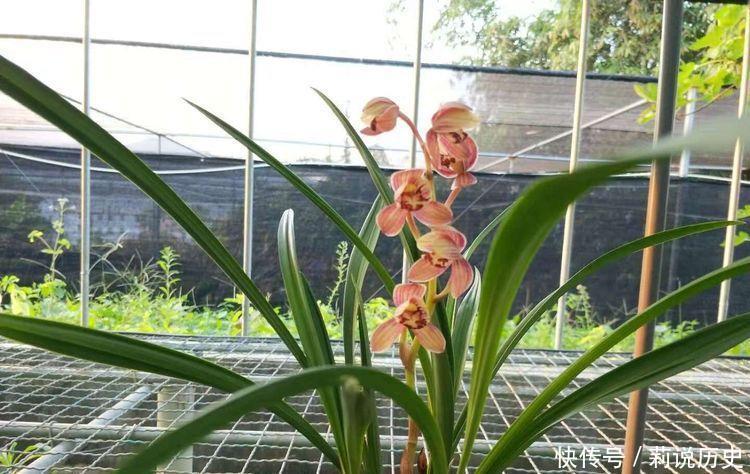 4种花养家里,开花一片,花团紧簇,养在家里人人羡慕!