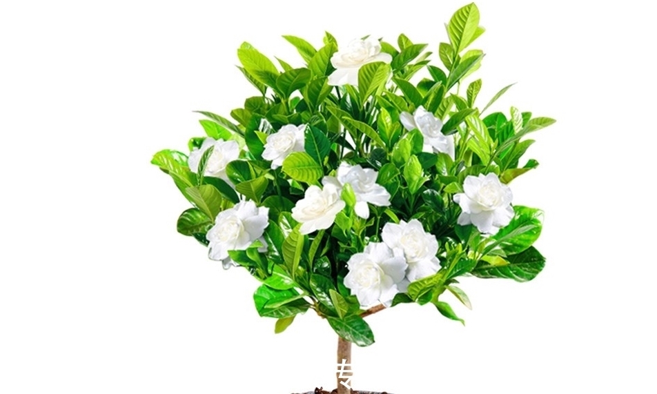 四类花卉不能随便换盆,换不好容易挂掉,要掌握好时间和方法