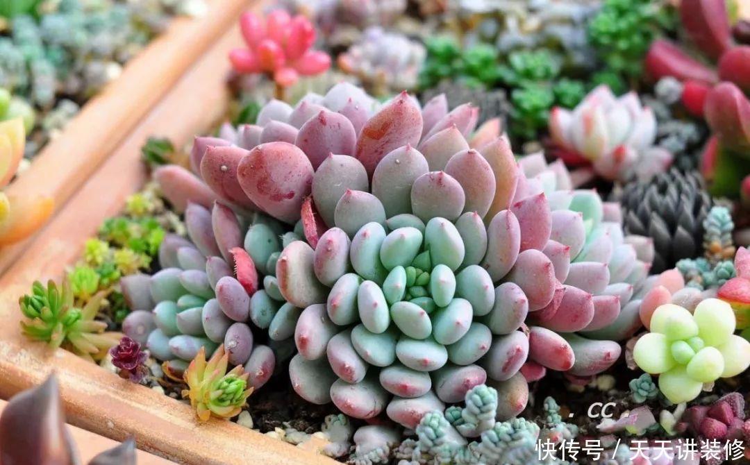 一个盆种了9种花,老妈非说养不好,差点被拔光