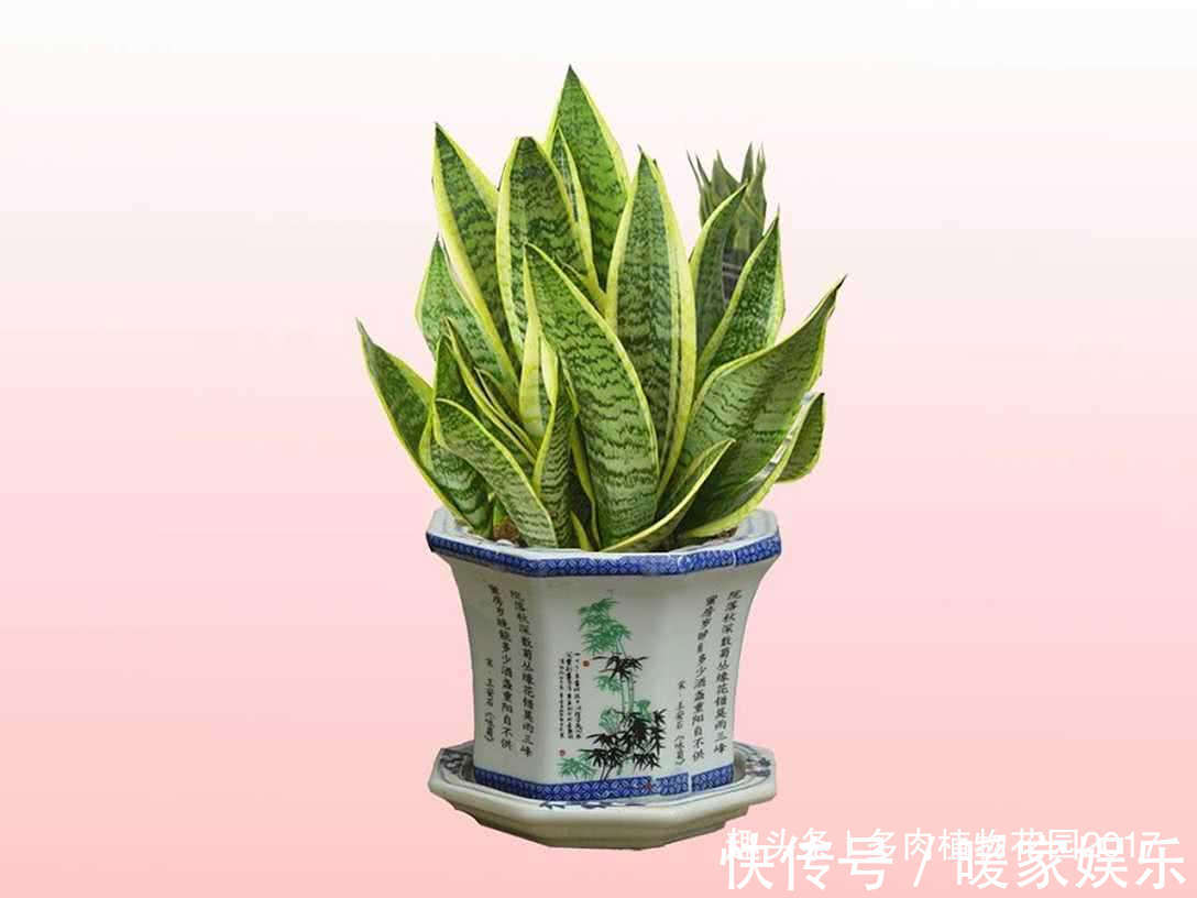 花土底部加上两样东西，虎皮兰长得欢