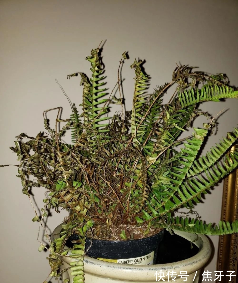 观赏蕨类植物叶子发黄的6大原因，黄叶的症状和解决方法