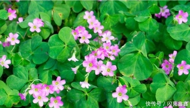 农村满地到处的野草,能清热解毒,治疗月经不调,助消化,你知吗