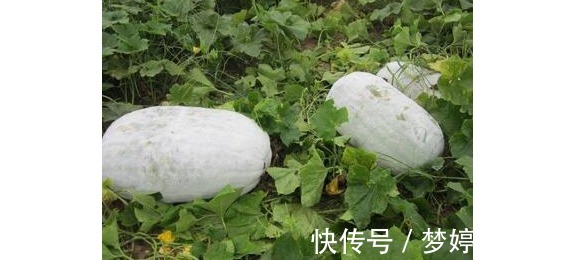 冬瓜|以前用来喂猪, 现在很多人都要抢着吃, 具有防癌的功效