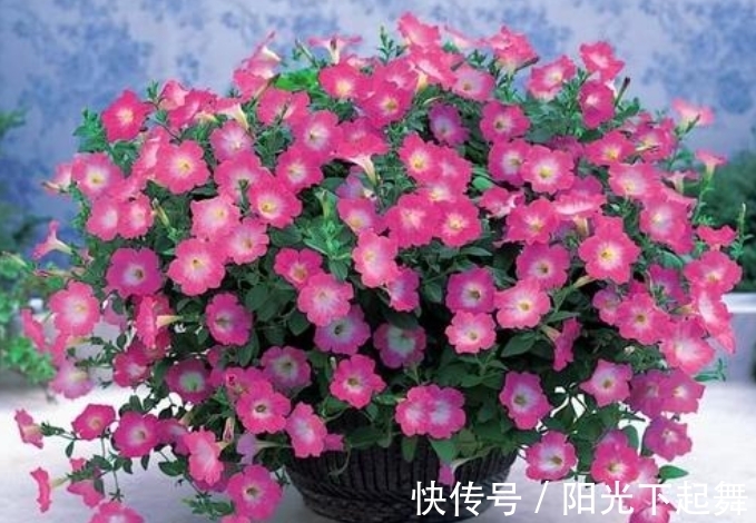 冬天5种花不能“懒”,没事多剪剪,冬季枝繁叶茂,春季开花爆盆