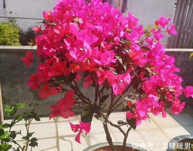 5种“吉利花”,冬天是“难关”,再漂亮也别买,买了也是浪费钱!