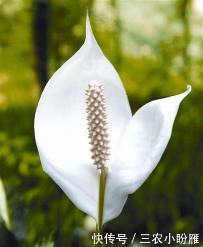 白掌这么养, 长疯了, 开花特别多