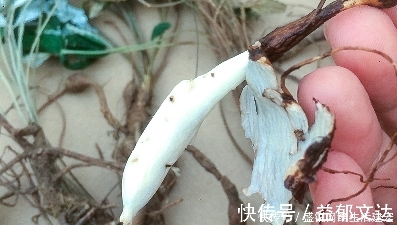 本草便读|根似人参却不是“参”,长在农村过去常忽视,如今20元一斤