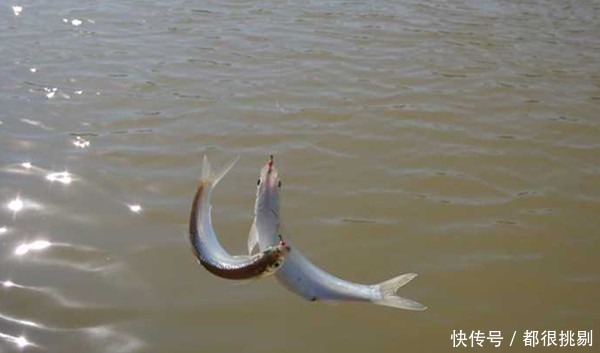 冬季天寒鱼难钓,拉白条也是好选择,试试这些狠招数,白条连竿上