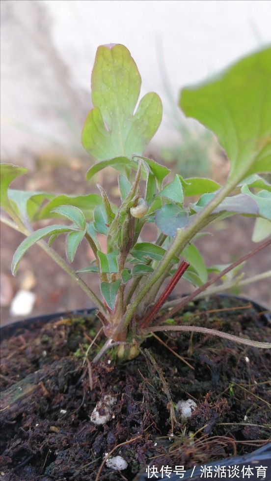 6种“硬气花”,冬天赶紧“扔出去”,冻一冻才壮,开花更劲爆