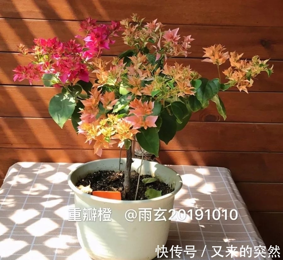 越冬|家里有这花,露养断水2个月,安全越冬50盆