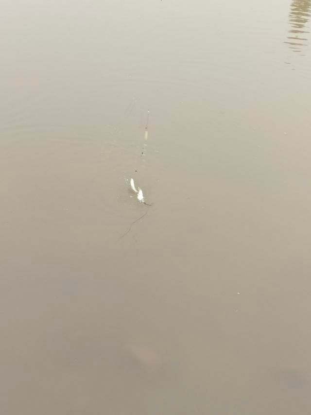 从年尾钓到年头,寓意年年有渔