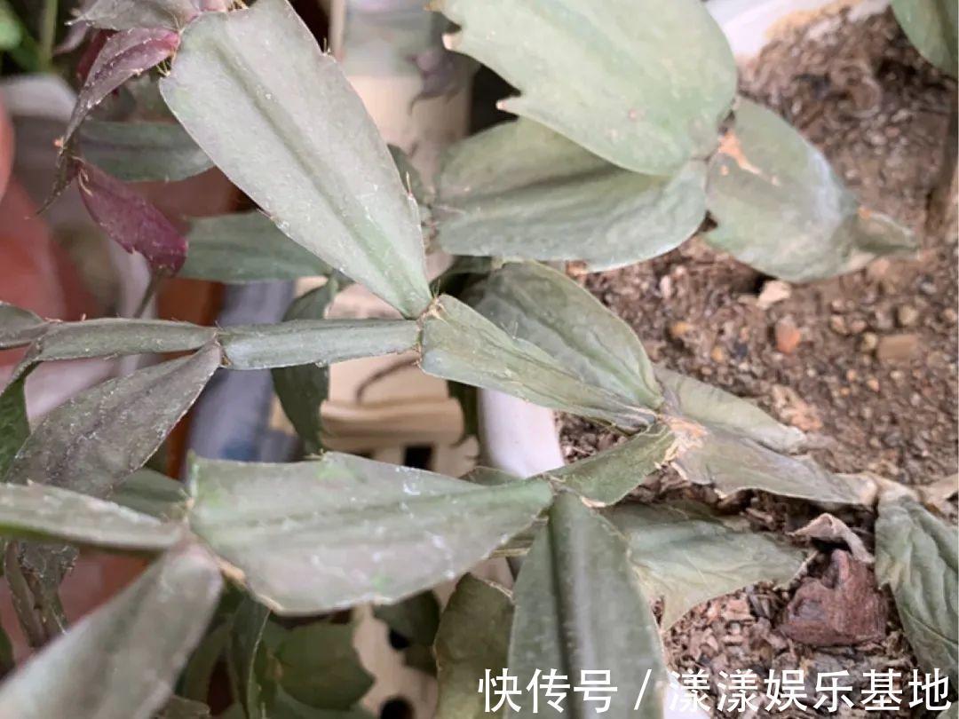 10种花要控水,天热反而不能浇,一浇水就死