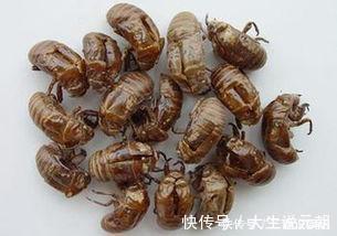 鱼肉|农村过年吃的都是鱼肉,也爱吃着几种野菜,万一全吃过我服您!