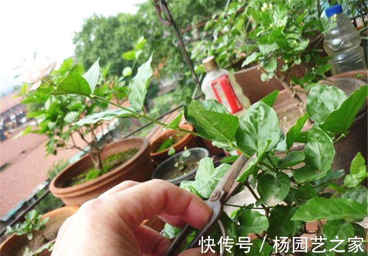 剪剪|5种漂亮花，现在修修剪剪，坐等秋天，花开爆盆