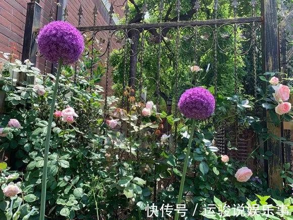 5种花不用管，盆栽地栽都好养，自己就能长成大花球，花开还惊艳