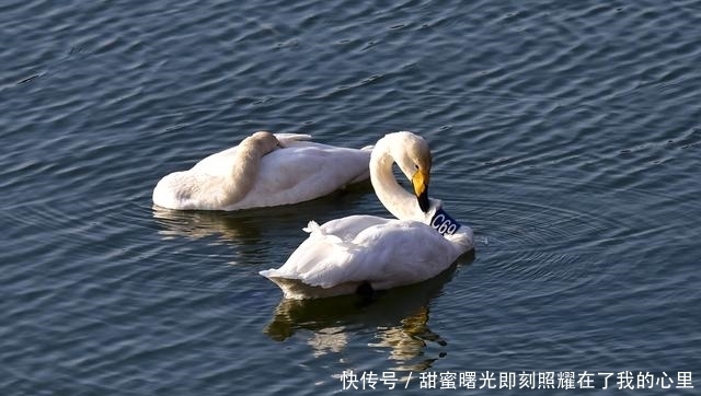 老年|太美了!走,去咸阳三原清浴河看天鹅