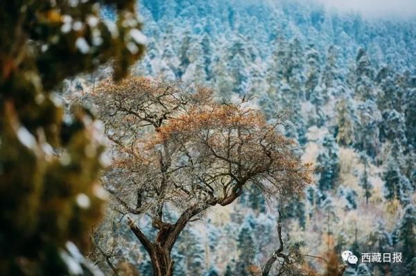 越深|越往深冬，雪越深，林芝越纯真！