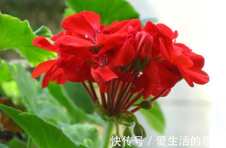 修身养性|花色繁多，花型奇特美丽，花就养这几款，花大服盆快