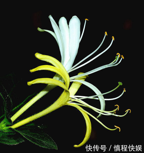 忍冬|它忍住寒冬,迎来至善至美的大境界,一个“忍”字教我磨难人生!