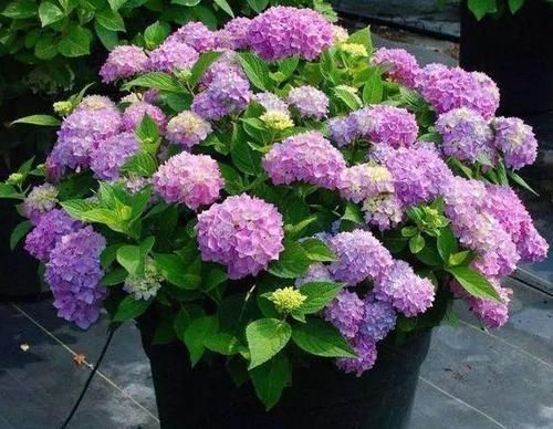 钾肥|养花不开花?浇水加点料,用量精准,满枝开花,错一点后患大