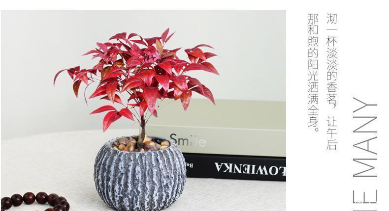 花农|南天竹怎么养?看花农解答,怎么养好南天竹!