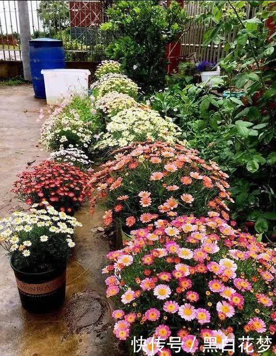 想要养好花，一把“剪刀”少不了，5种花剪的越狠，花开越爆