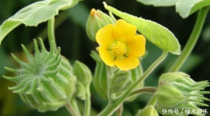 播种|农村山里的野草,消肿止痛、清热利湿,遇到请珍视,别忽视