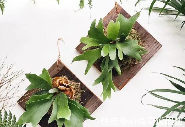 不良习惯|深陷这些“养花误区”,走不出来,就别怪植物活不久、长不好