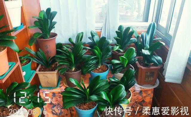 君子兰有“6怕”,难怪总是养不好,新手规避