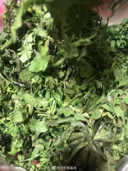 有毒！路邊的“野菜”你可別亂吃