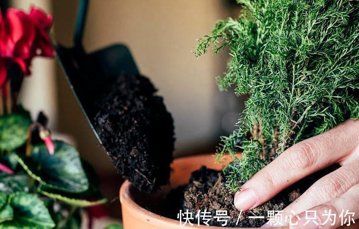 养花干货第六期,8个坏习惯会让你成为花卉杀手,你占几个