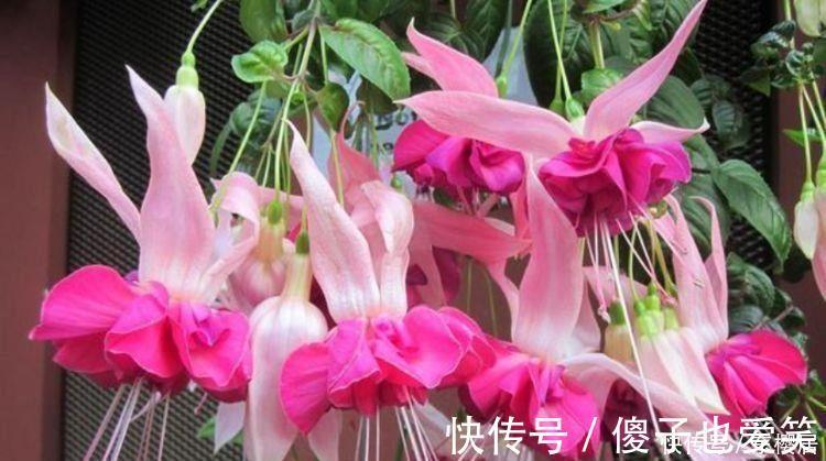 盆栽|4种花养在家里，净化空气，释放氧气，颜值也不错