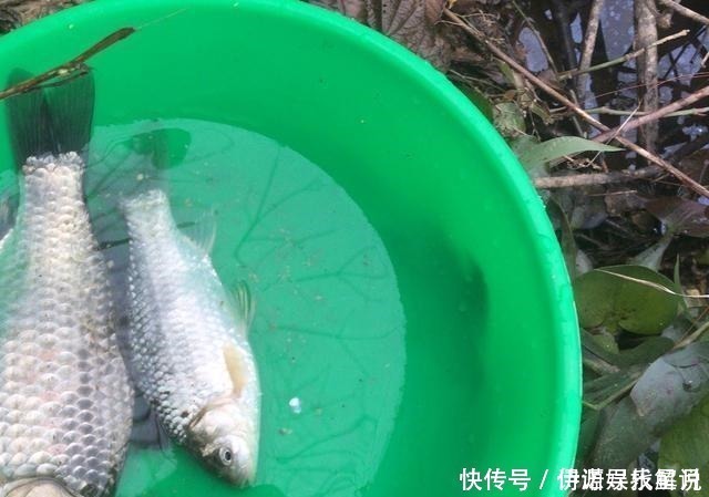 钓鱼|钓鱼三大策略,懂技术的人都在遵循,钓鱼新手必备!