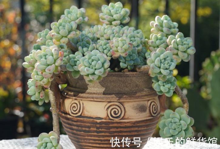 多肉劳尔与桃蛋颜值不相上下,养法也相似,但养护难度有云泥之别