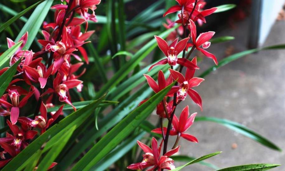 护兰花|9月兰花进入生长黄金期,牢记几个要点,长新芽开花多