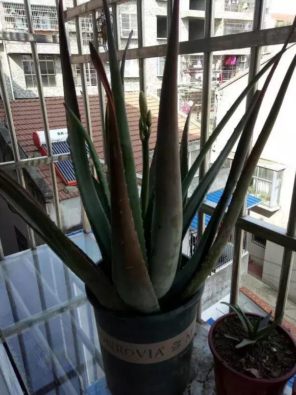 铁树花|4种花有灵性,平时难开花,一有好事就开花!