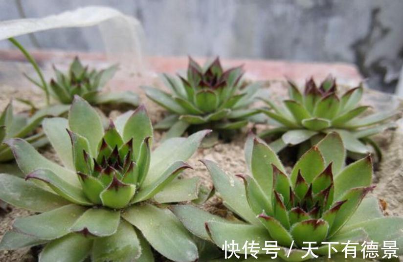 盆栽此款多肉,打理好这些,茎叶长得像莲花,一年四季都在开