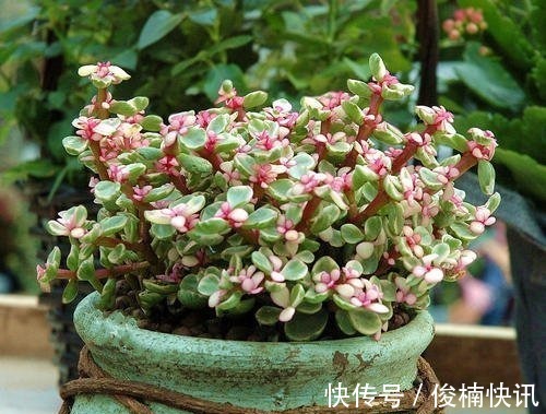 家中养一盆金枝玉叶,满足这些条件,还能开花,长成传家宝