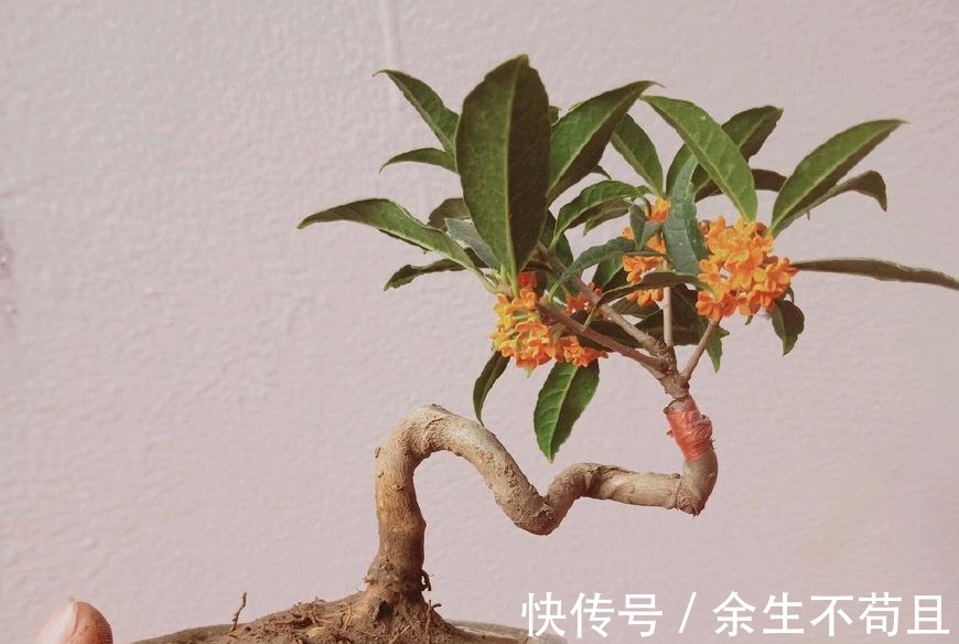 家养桂花出“贵子”,教你用“1根”枝条,30天养成桂花盆栽!