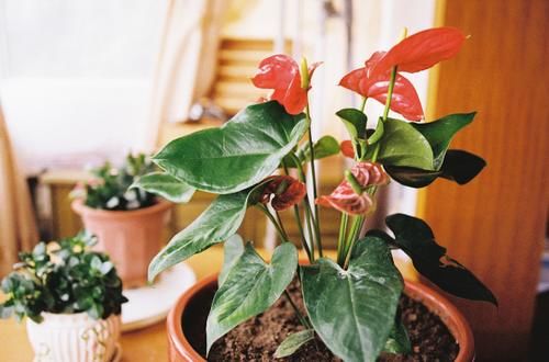 5月养花要养根，3个小窍门护根强根，让人打理盆栽更省心