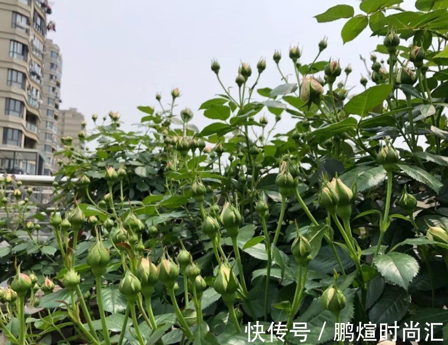 淘米水|这种自制高氮肥,用好了,比淘米水、啤酒水效果好得多