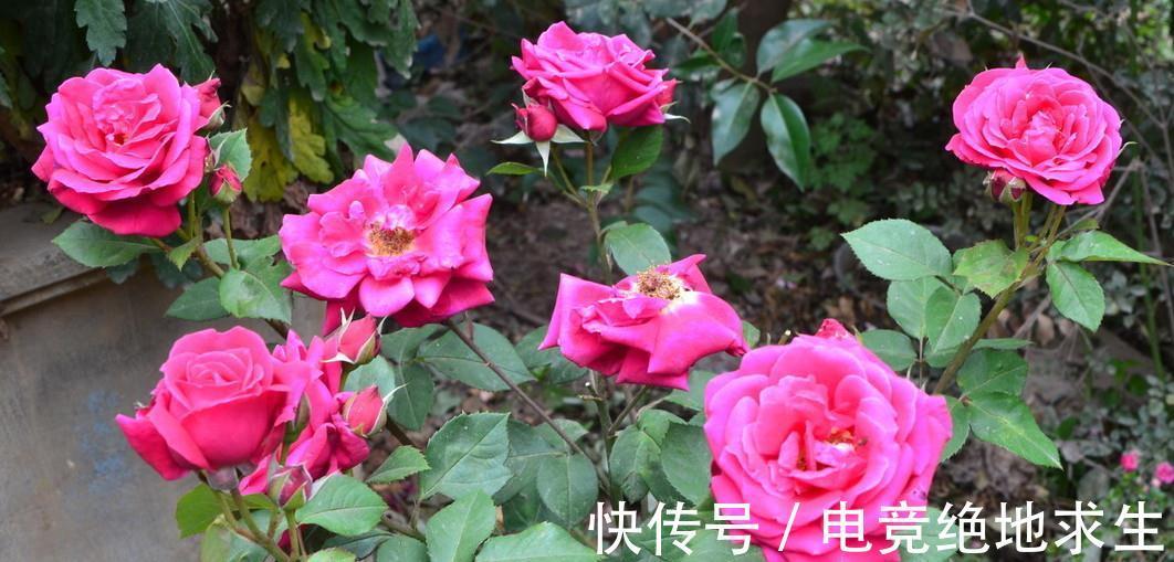 窗台|什么样的家庭环境不适合养月季,这3个条件不满足,月季很难养