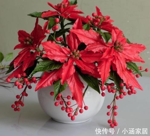  虞美人|养花不能乱养，这6种花不能放在室内，花香浓郁植株有毒